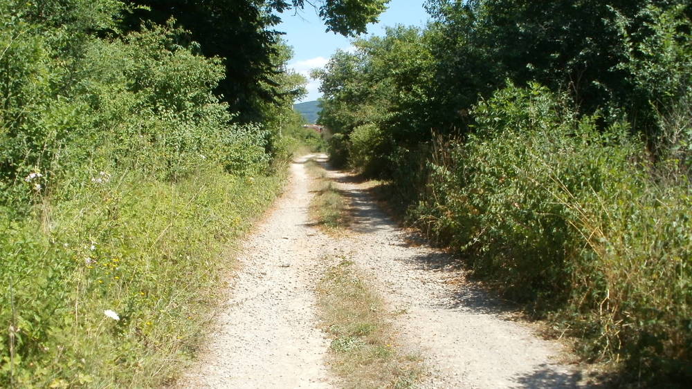 Izvorna Dalmatina