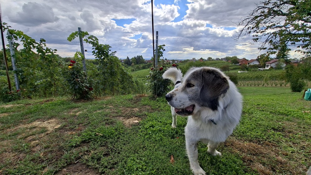 Vinarija Voštinić Klasnić, carstvo škrleta