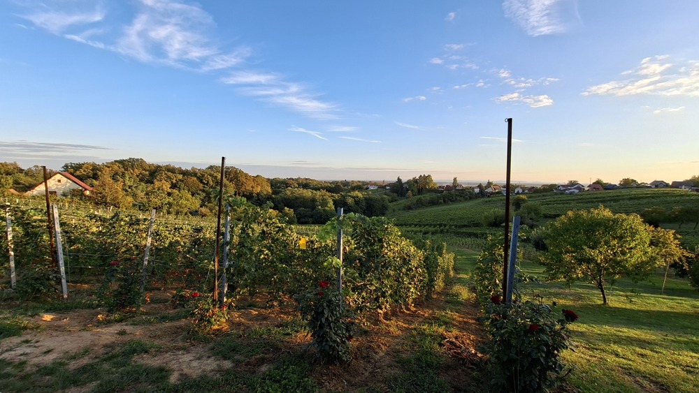 Vinarija Voštinić Klasnić, carstvo škrleta