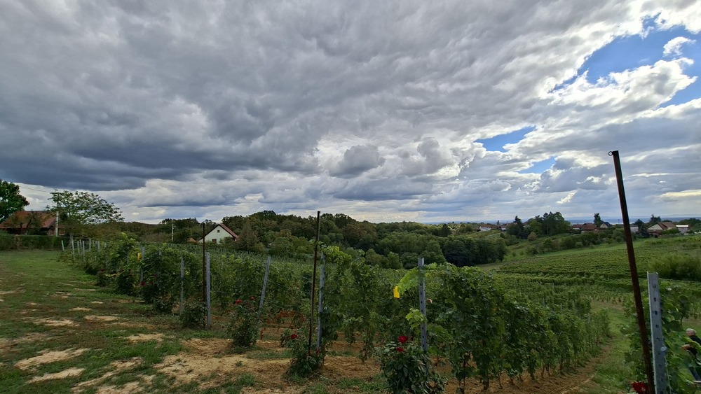 Vinarija Voštinić Klasnić, carstvo škrleta